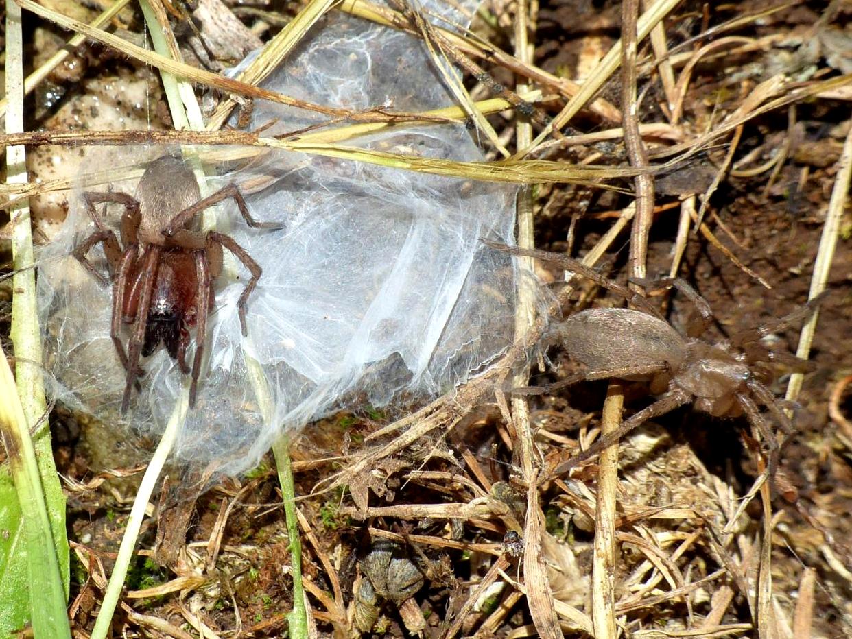 Drassodes sp. in coppia - Monte Gennaro (RM)